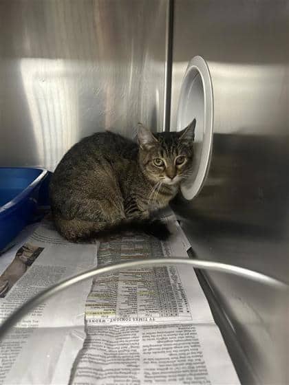 Madrid - Domestic Medium Hair cat available for adoption at Montreal SPCA in Montreal