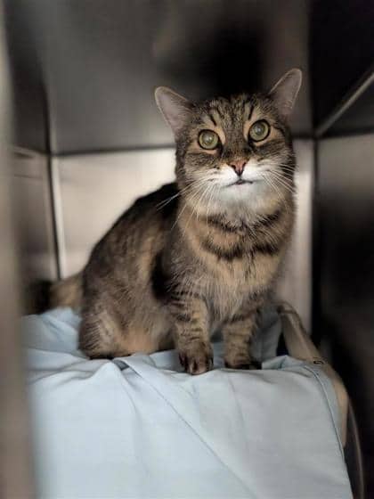 Nica - Domestic Longhair cat available for adoption at Montreal SPCA in Montreal