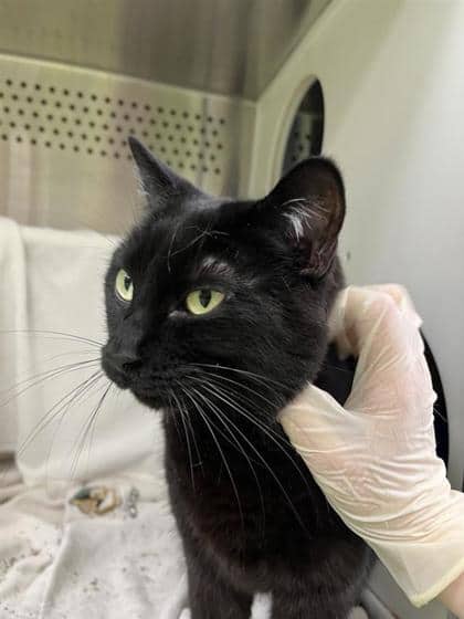 Mali (Mamoune) - Domestic Shorthair cat available for adoption at Montreal SPCA in Montreal