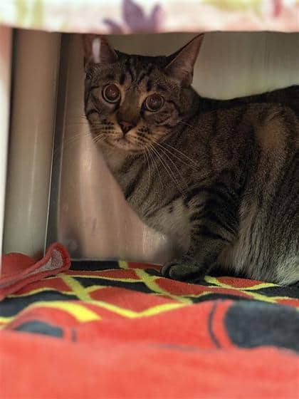 2000499154 - Domestic Shorthair cat available for adoption at Montreal SPCA in Montreal