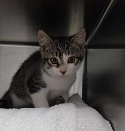 Lime - Domestic Shorthair cat available for adoption at Montreal SPCA in Montreal