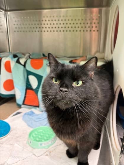 Jacques - Domestic Shorthair available for adoption