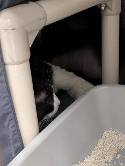 Minou - Domestic Shorthair cat available for adoption in Quebec