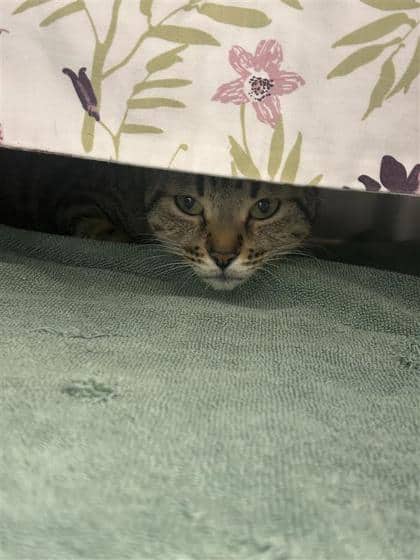 Lulu (prononcé Loulou) - Domestic Shorthair cat available for adoption at Montreal SPCA in Montreal