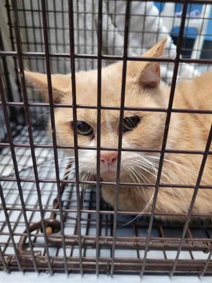 Roux - Domestic Shorthair available for adoption