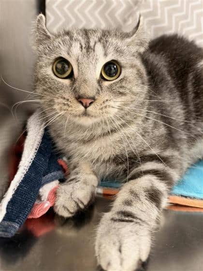 Paris - Domestic Shorthair cat available for adoption at Montreal SPCA in Montreal
