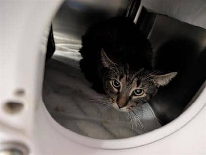 Batman - Domestic Medium Hair cat available for adoption at Montreal SPCA in Montreal