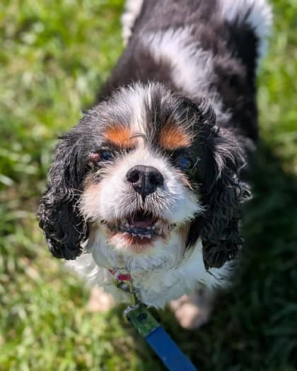 Charlot - Mixed Breed available for adoption