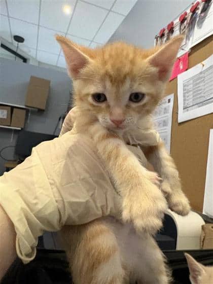 Crush (Foncé) - Domestic Shorthair cat available for adoption at Montreal SPCA in Montreal