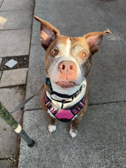 Dalas - Mixed Breed available for adoption in Quebec