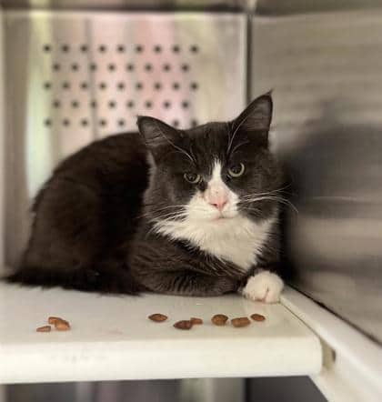 Gris - Domestic Shorthair cat available for adoption at Montreal SPCA in Montreal
