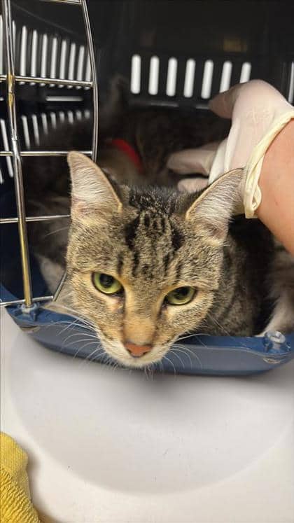 Maman - Domestic Shorthair cat available for adoption at Montreal SPCA in Montreal