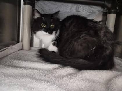 Sam - Domestic Shorthair cat available for adoption at Montreal SPCA in Montreal