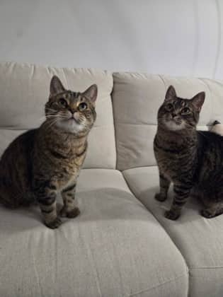 Daisy - Domestic Shorthair cat available for adoption in Quebec