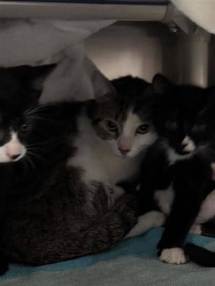 Rita - Domestic Shorthair cat available for adoption at Montreal SPCA in Montreal