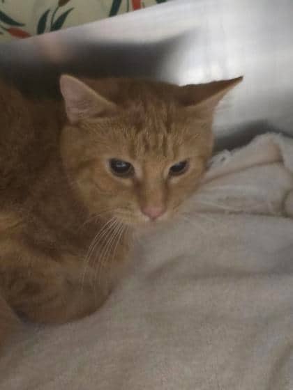 Bouton d'or - Domestic Shorthair cat available for adoption at Montreal SPCA in Montreal