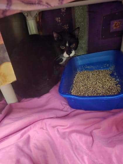 Tamtam - Domestic Shorthair cat available for adoption at Montreal SPCA in Montreal