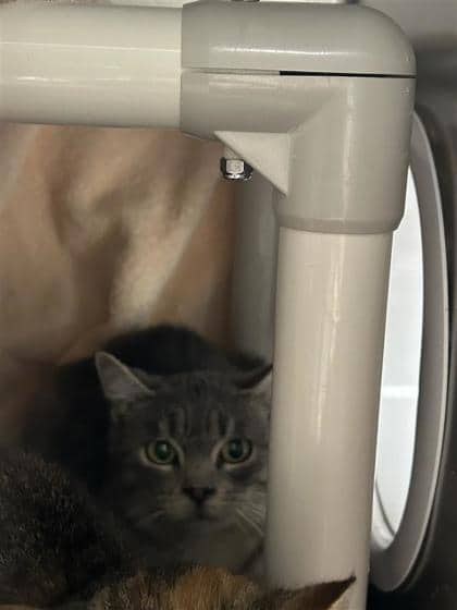 Budgy - Domestic Shorthair cat available for adoption at Montreal SPCA in Montreal