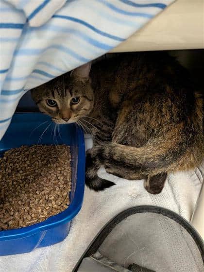 Nenni - Domestic Shorthair cat available for adoption at Montreal SPCA in Montreal