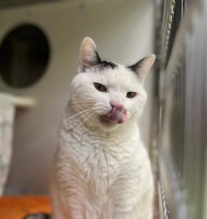 Gatsby - Domestic Shorthair cat available for adoption at Montreal SPCA in Montreal