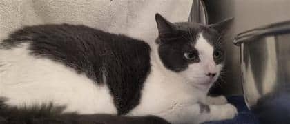 Kiki - Domestic Shorthair cat available for adoption at Montreal SPCA in Montreal