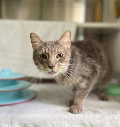Cherub - Domestic Shorthair available for adoption