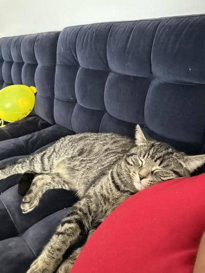 Tyto - Domestic Shorthair cat available for adoption at Montreal SPCA in Montreal