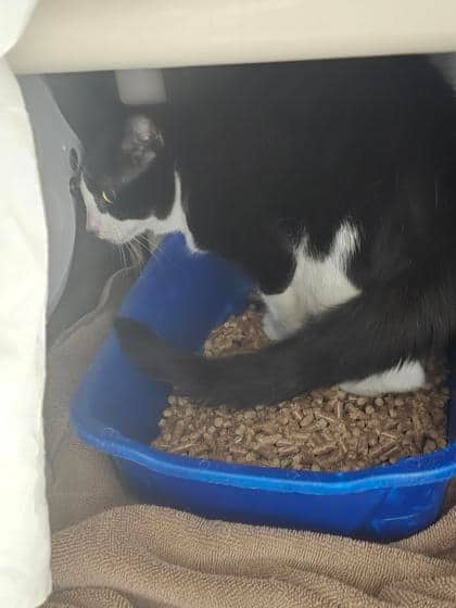 Garçon - Domestic Shorthair cat available for adoption at Montreal SPCA in Montreal