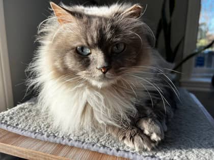 Saoirse (Ellie) - Domestic Shorthair cat available for adoption at Montreal SPCA in Montreal