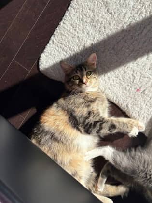 Maman - Domestic Shorthair cat available for adoption at Montreal SPCA in Montreal