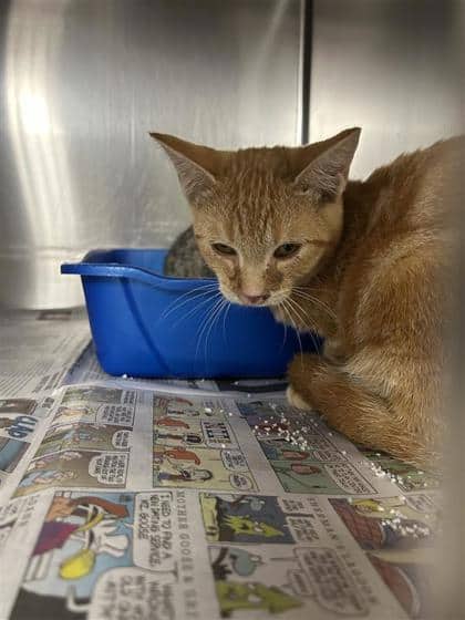 Bonnie - Domestic Shorthair cat available for adoption at Montreal SPCA in Montreal