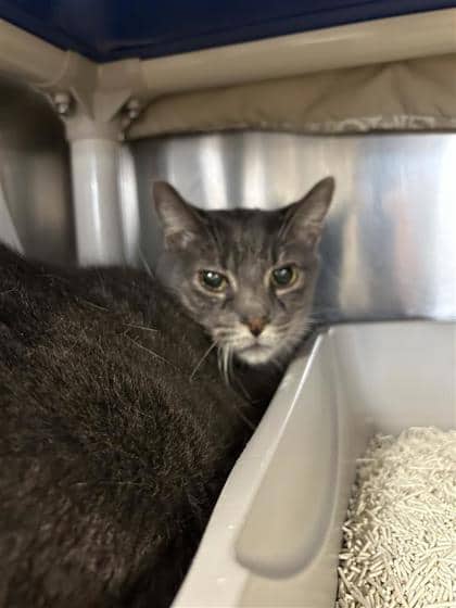 Sorbet - Domestic Shorthair cat available for adoption at Montreal SPCA in Montreal