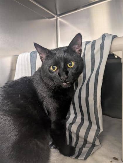 Churros - Domestic Shorthair cat available for adoption at Montreal SPCA in Montreal