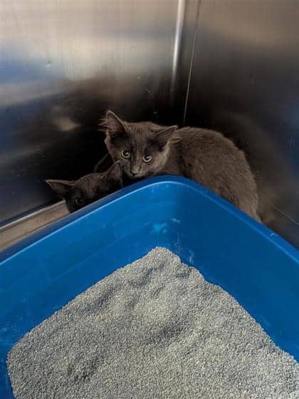 Green Lantern - Domestic Medium Hair cat available for adoption at Montreal SPCA in Montreal