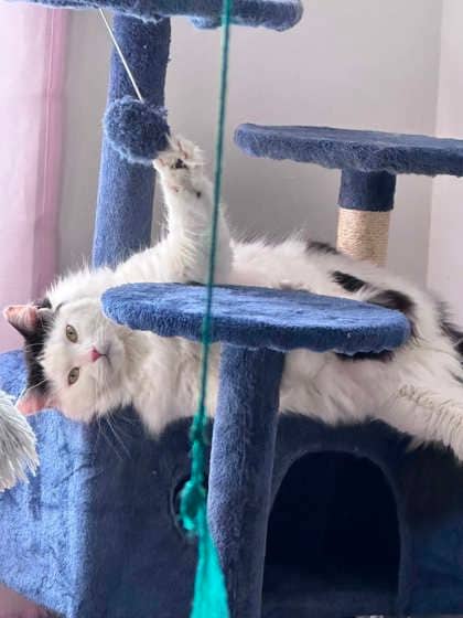 LadyLove (Ines) - Domestic Medium Hair cat available for adoption at Montreal SPCA in Montreal