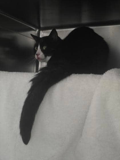 Nigel St. Hubbins - Domestic Shorthair cat available for adoption at Montreal SPCA in Montreal