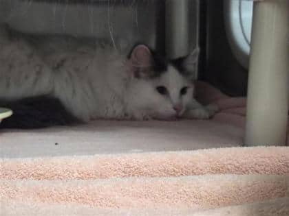 Delphine - Domestic Shorthair cat available for adoption at Montreal SPCA in Montreal