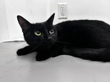 Bélla - Domestic Shorthair cat available for adoption in Quebec