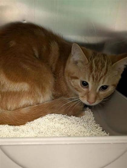 Stockholm - Domestic Medium Hair cat available for adoption at Montreal SPCA in Montreal