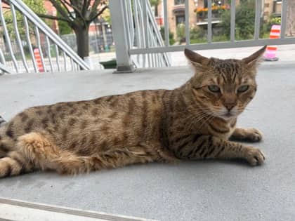Agate - Domestic Shorthair cat available for adoption at Montreal SPCA in Montreal