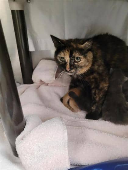 Cannelle (Maman 1) - Domestic Shorthair available for adoption
