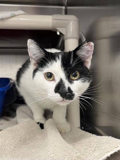 Monkey (Ti-Gars) - Domestic Shorthair available for adoption