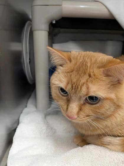 Ti-Loup - Domestic Medium Hair cat available for adoption at Montreal SPCA in Montreal