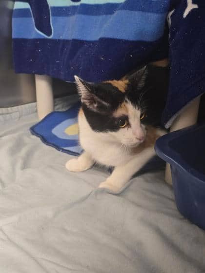 Prada - Domestic Shorthair cat available for adoption at Montreal SPCA in Montreal