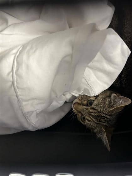 Santiago - Domestic Medium Hair cat available for adoption at Montreal SPCA in Montreal