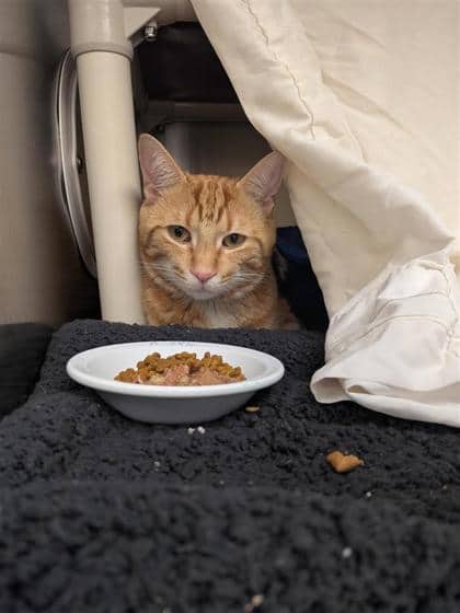 Zatar - Domestic Shorthair cat available for adoption at Montreal SPCA in Montreal