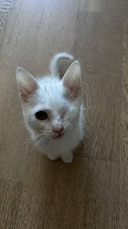 Yuki - Domestic Shorthair cat available for adoption at Montreal SPCA in Montreal