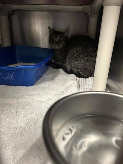 Belgrade - Domestic Shorthair cat available for adoption at Montreal SPCA in Montreal
