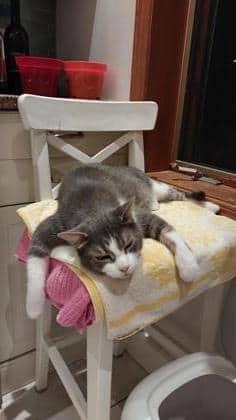 Gaston - Domestic Shorthair cat available for adoption at Montreal SPCA in Montreal