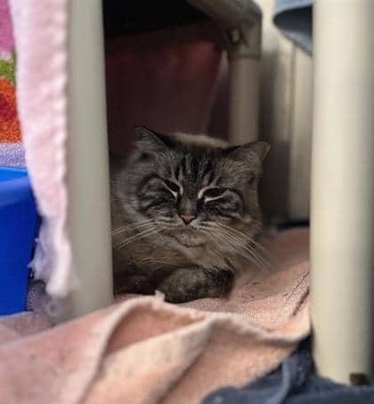 Riga - Domestic Medium Hair cat available for adoption at Montreal SPCA in Montreal